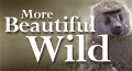 Visit More Beautiful Wild